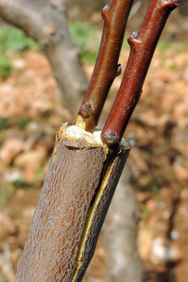 Grafting Fruit Trees A Step By Step Picture Tutorial Lady Lees Home