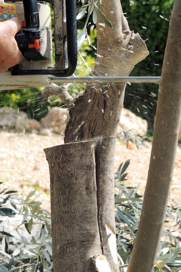 Cutting the tree before grafting.