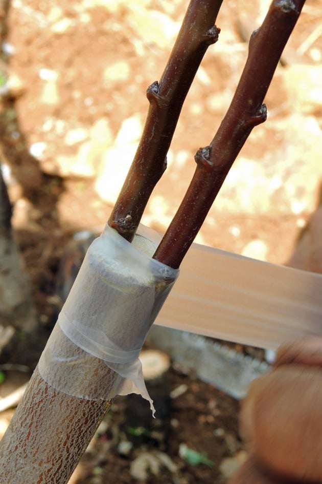 Bandaging the small branch with two shoots.