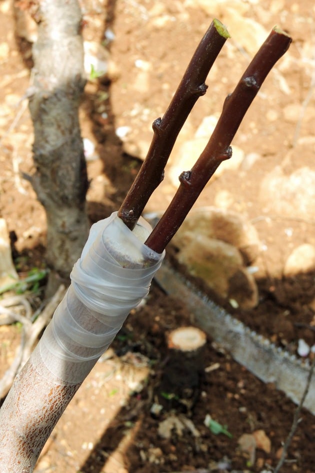 Grafted branch of almond tree. 