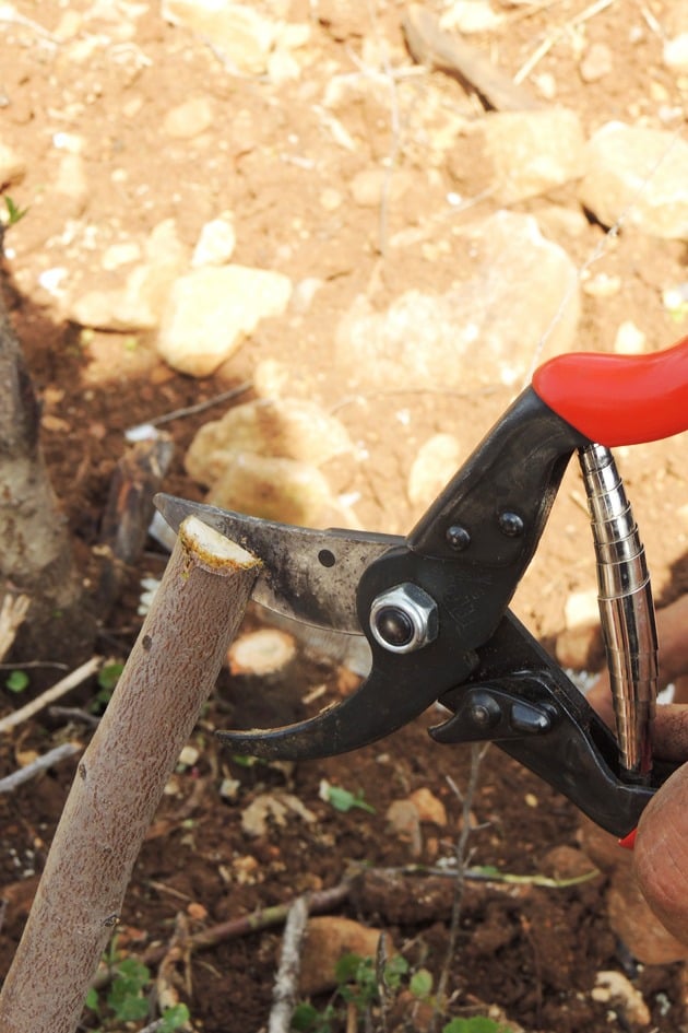 Splitting the branch in the center before grafting.