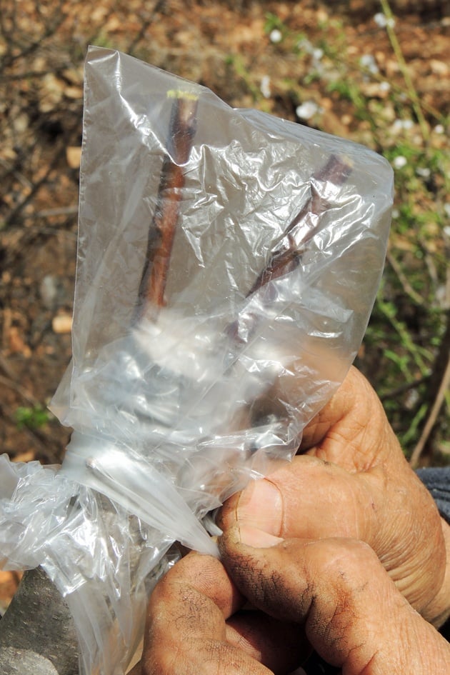 Greenhouse effect using a produce bag on the almond tree. 