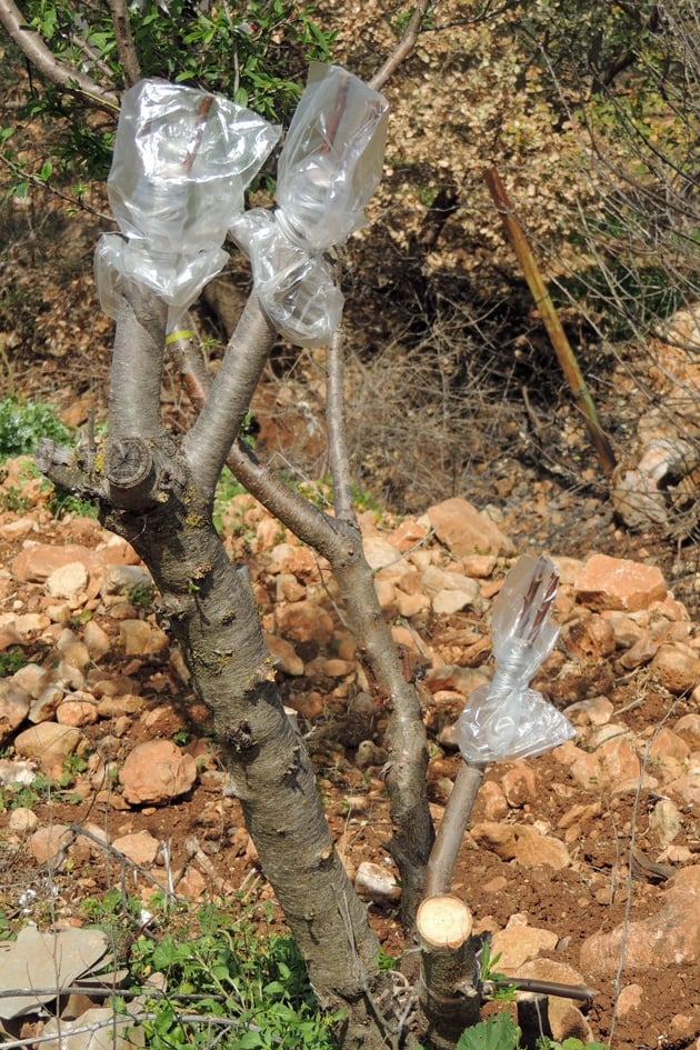 A greenhouse effect with the second grafted tree. 