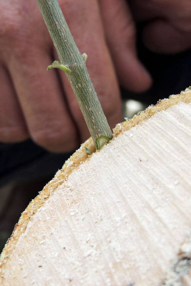 A closer look at a grafted branch. 