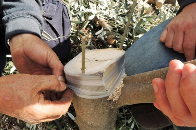 Bandaging the grafted branch.