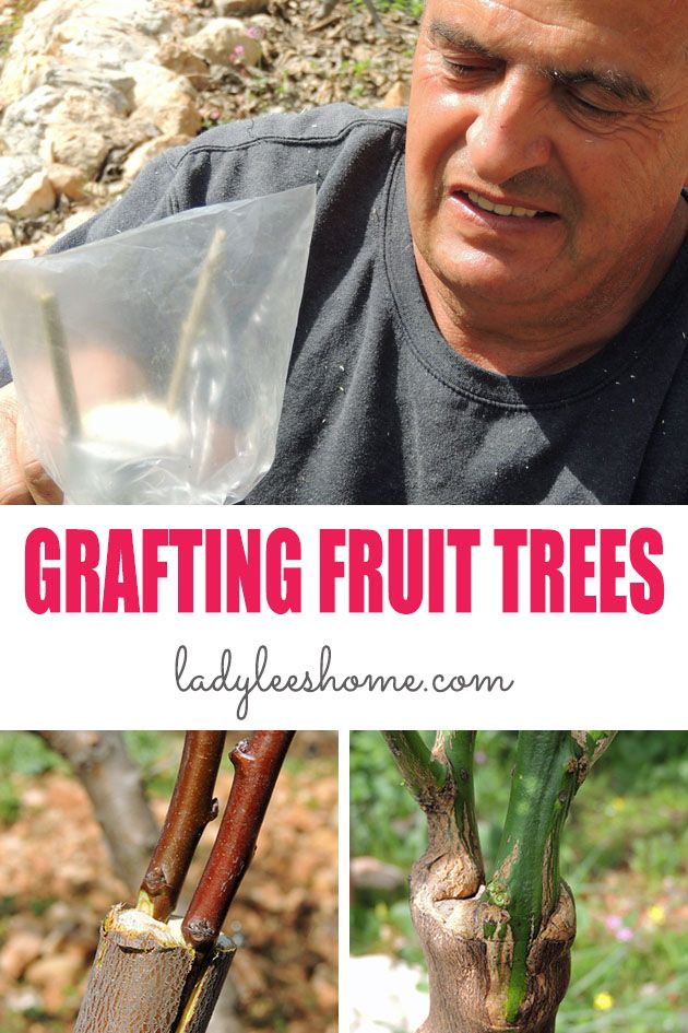 Grafting fruit trees might seem like an intimidating task that not many know how to do... This is a step by step picture tutorial on how to graft fruit trees. #grafting #graftingfruittrees #howtograftfruittrees