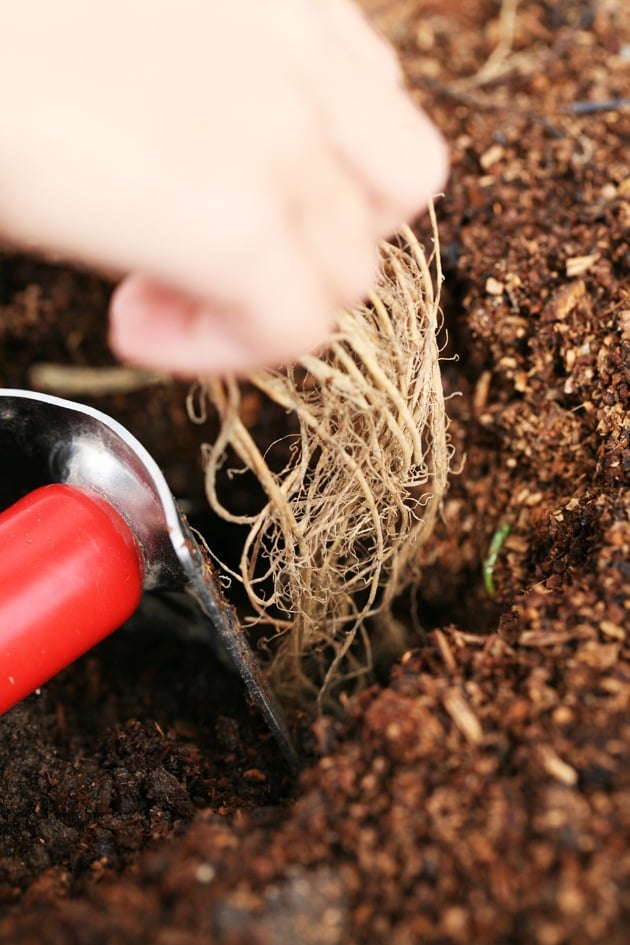 Placing the bare root strawberry in the hole.