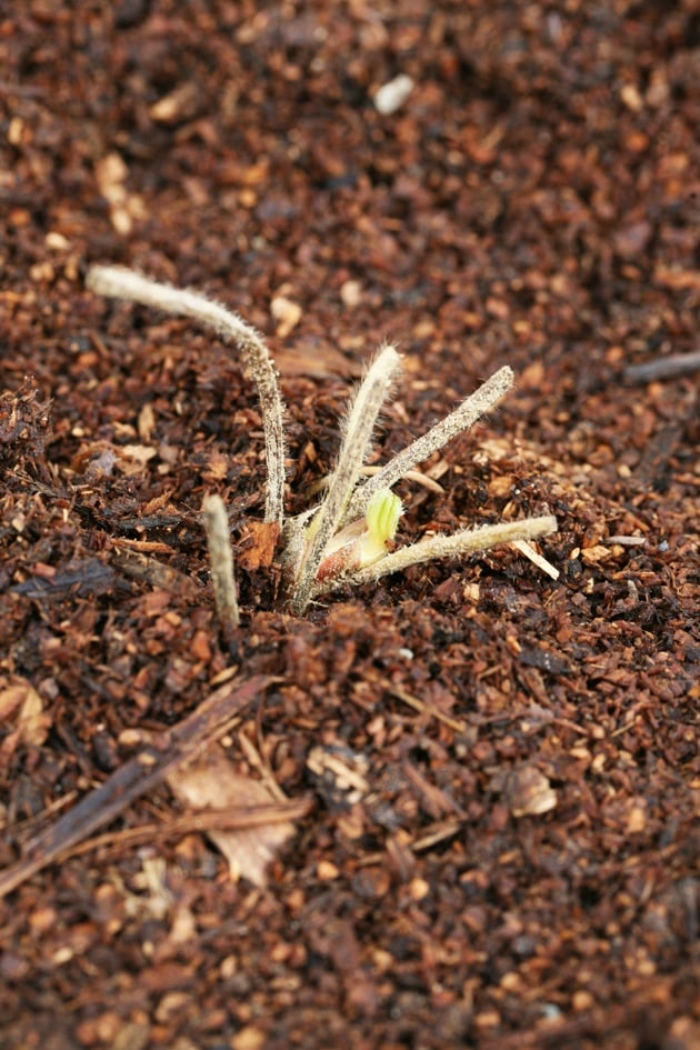 strawberry plant crown is above soil level.