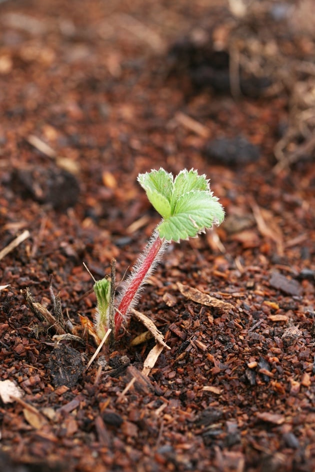 how-to-plant-bare-root-strawberries-and-care-for-your-plants-lady-lee