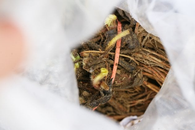 Bare root strawberries inside the bag.