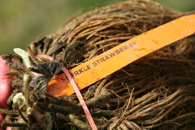 Packed strawberry plants.