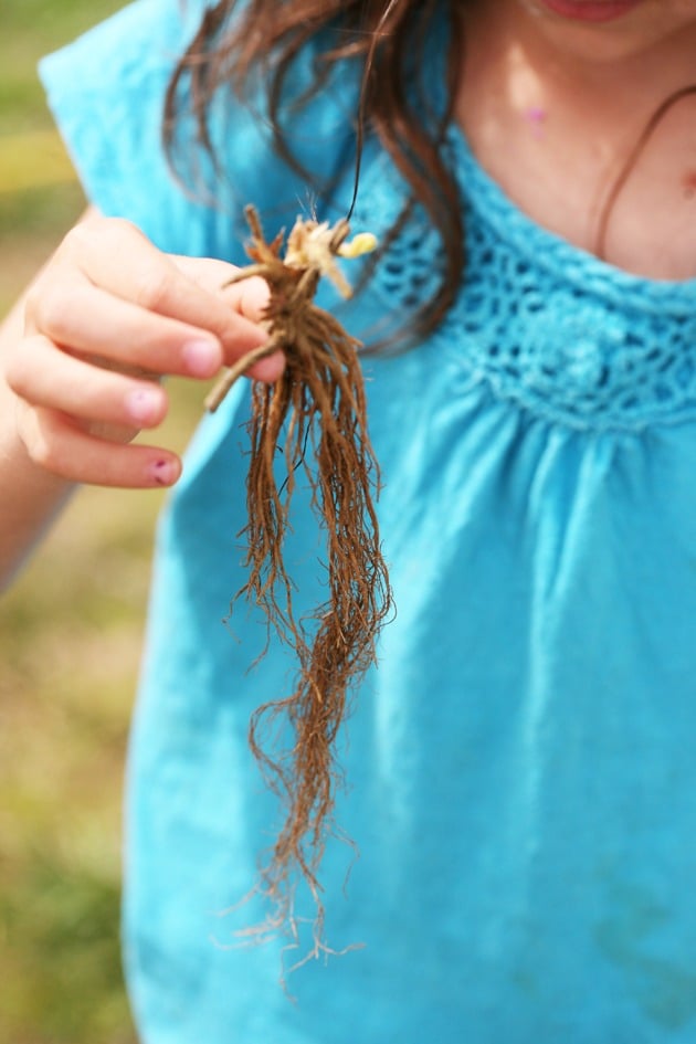 Planting Bare Root Strawberries