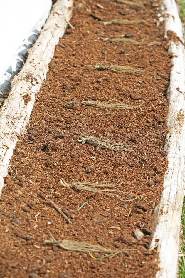 Spacing the bare root strawberry plants.