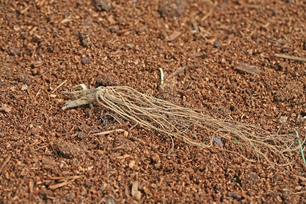 Laying the bare root strawberry on the ground. 