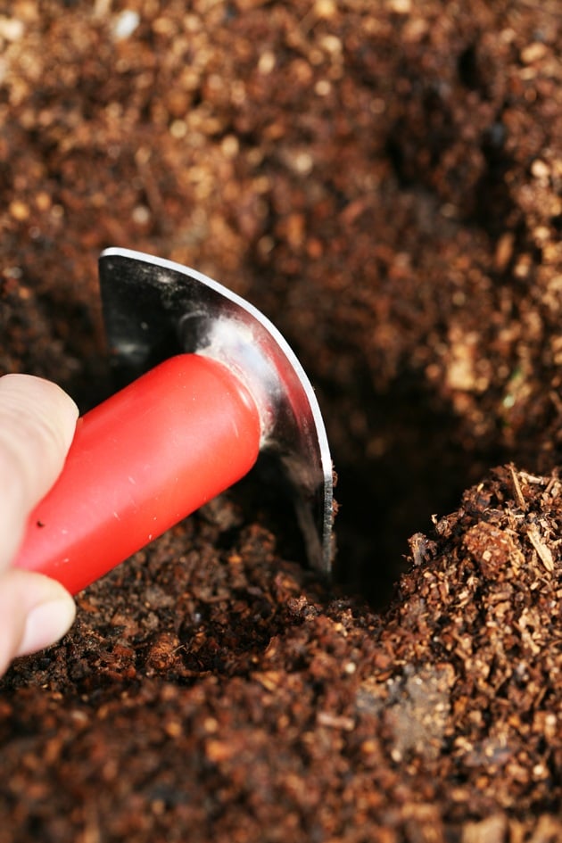 Digging a planting hole.