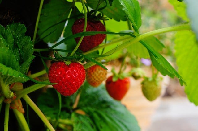 Strawberries on a plant. 