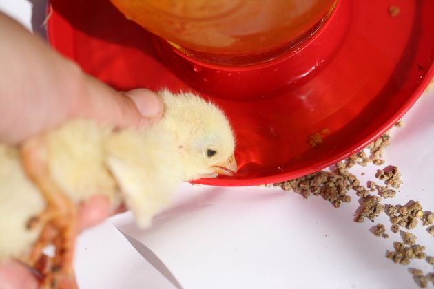 Introduce chickens to water