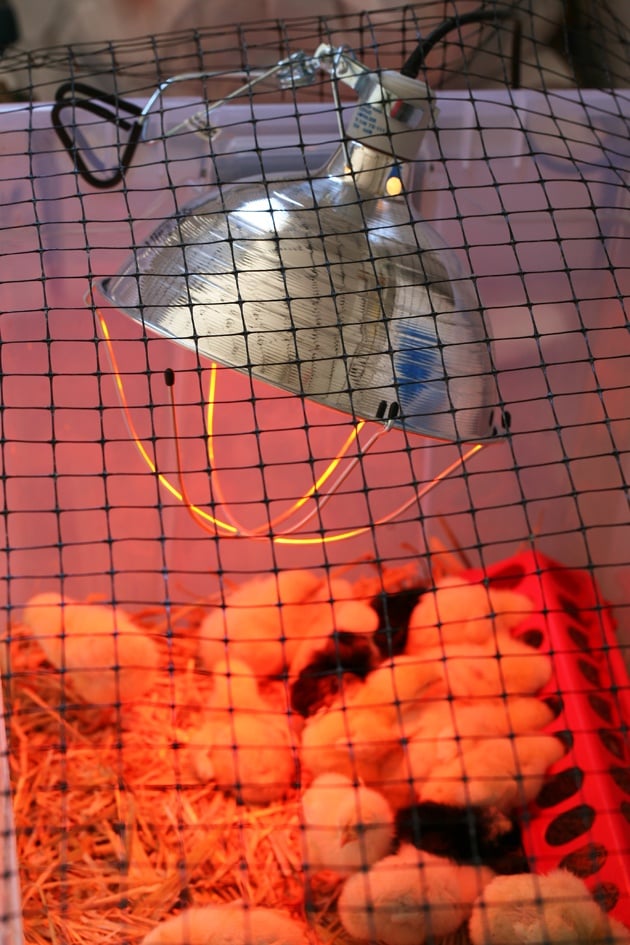 Heat lamp in the chicken brooder