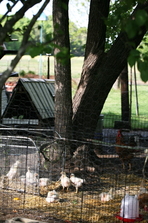 Moving the chickens outside