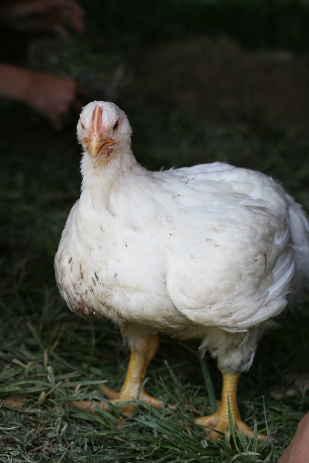 An adult cornish cross