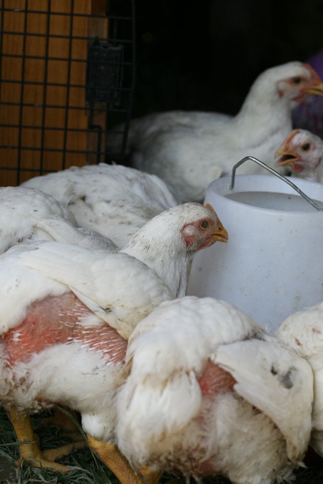 Raising Cornish Cross Chickens for Meat