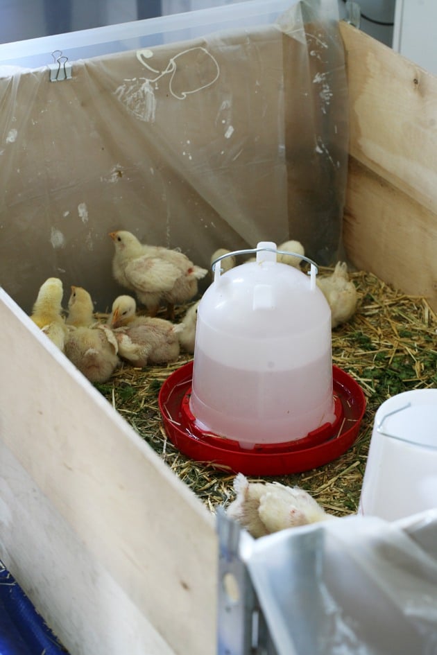 Chicks in a brooder
