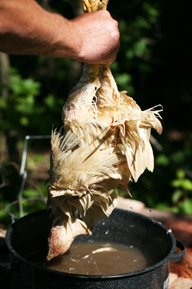 Cornish Cross chicken ready for plucking