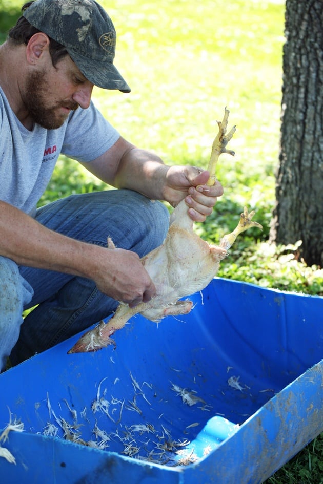 Plucking a chicken