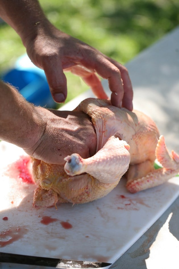 Cleaning the inside of a chicken