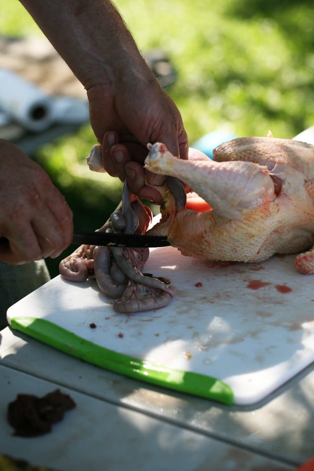 Cutting the chicken tail off