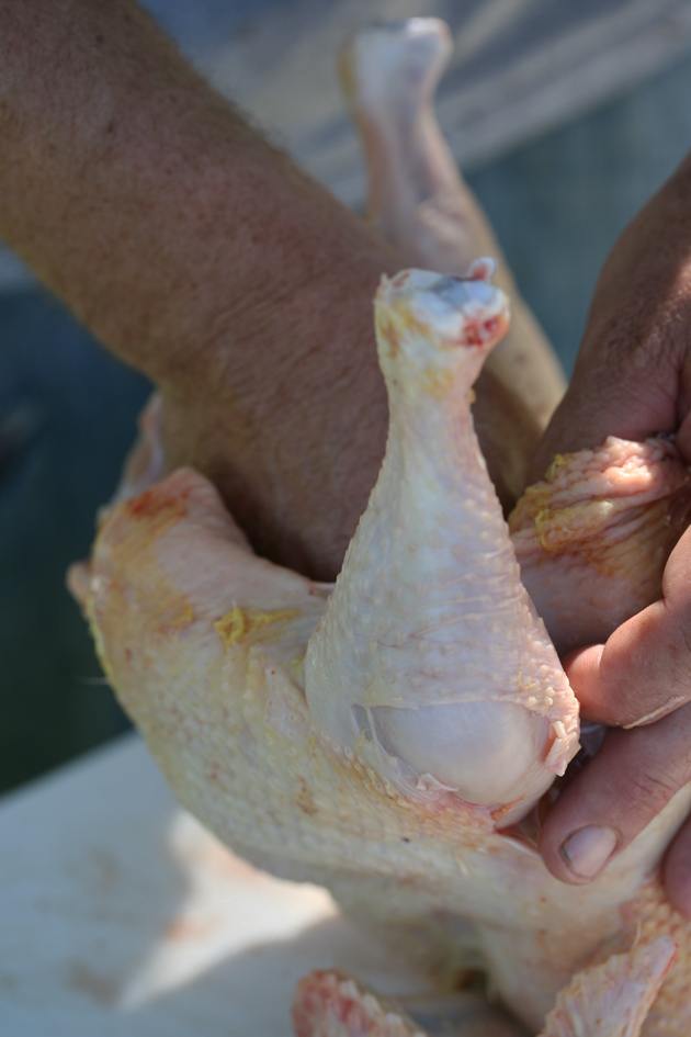 Cleaning a chicken