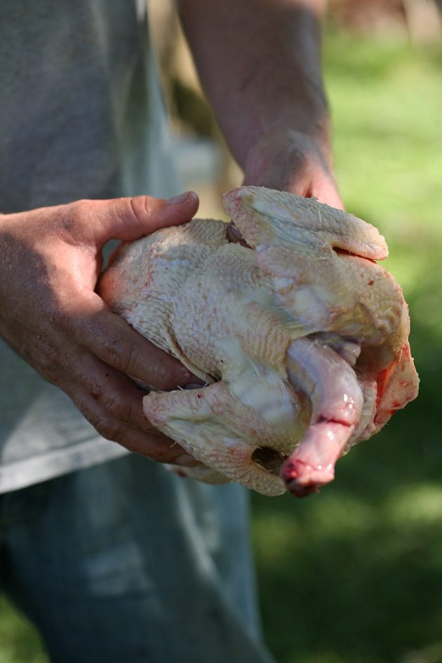 Butchered chicken