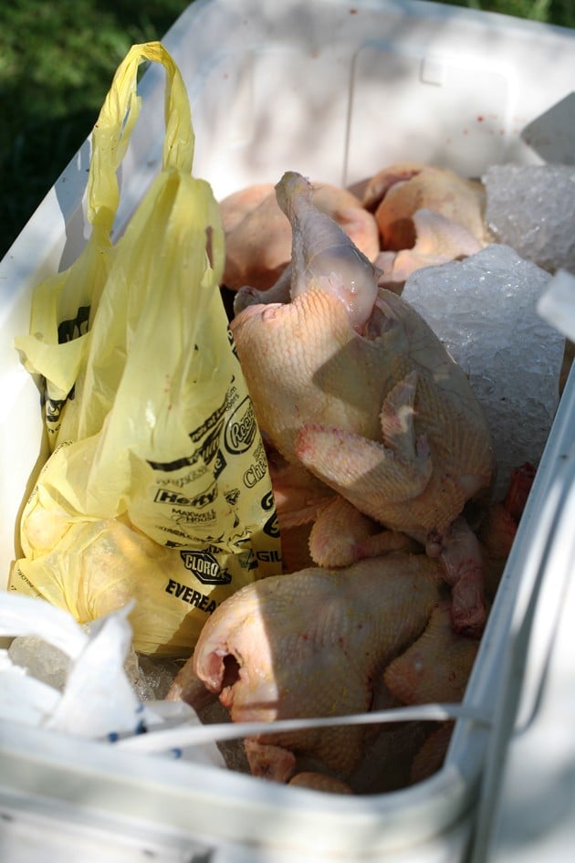 Chickens in the cooler