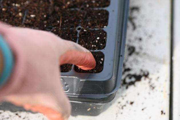 Pressing soil into the cells of the flat.