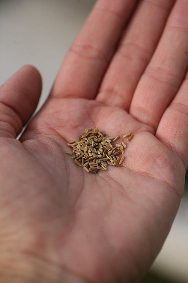 Holding seeds.