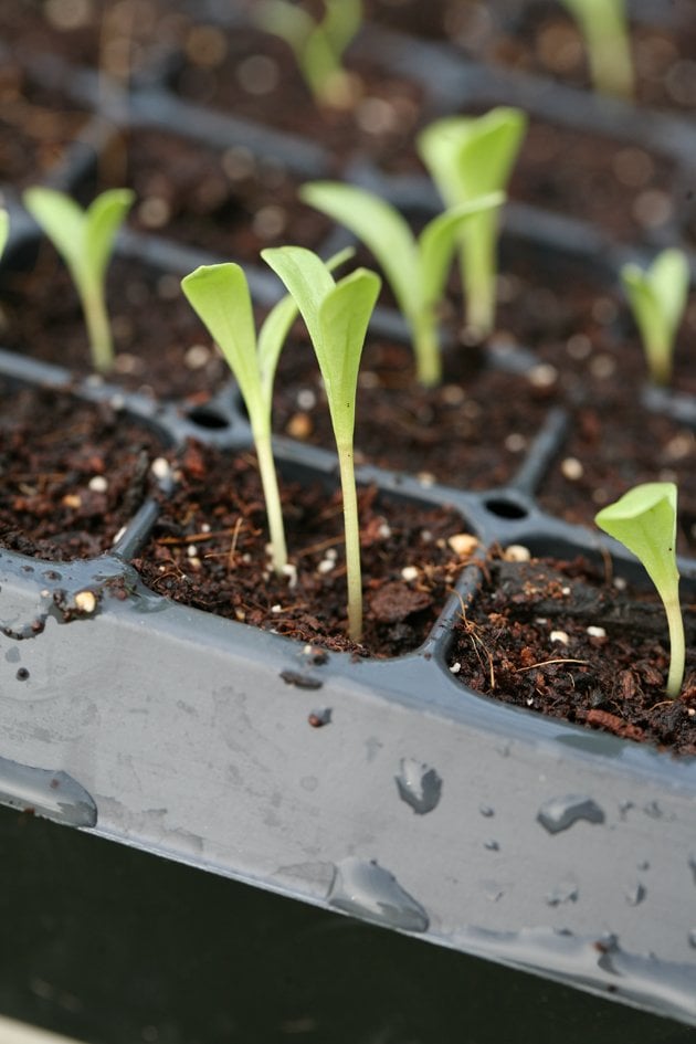 Little seedlings in a seed flat.