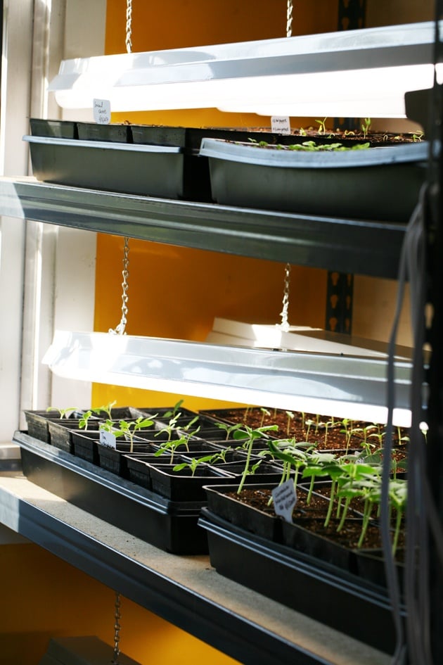 Seed starting shelves.