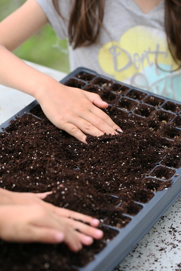 Covering the seeds with more soil.