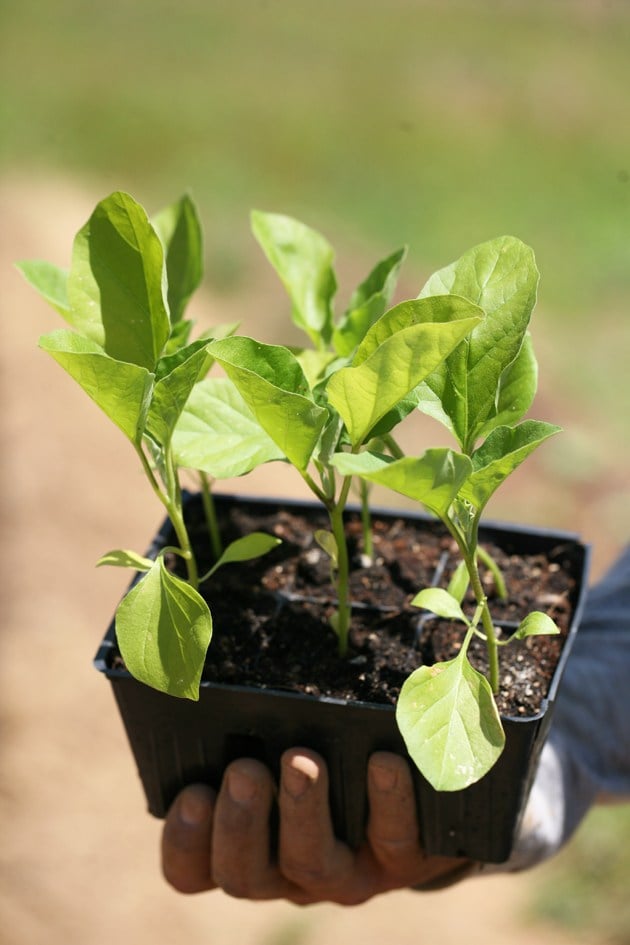 How to Make Toilet Paper Roll Seed Starter Pots - Lady Lee's Home