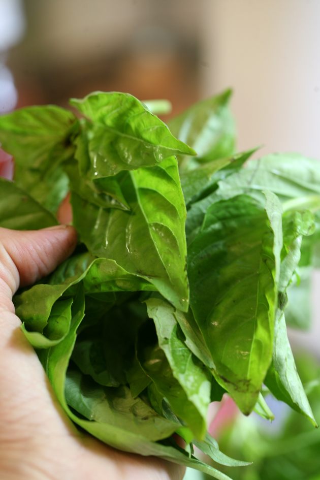 A bunch of basil leaves