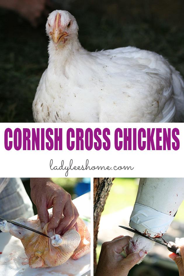 Raising Cornish Cross Chickens For Meat Lady Lee S Home