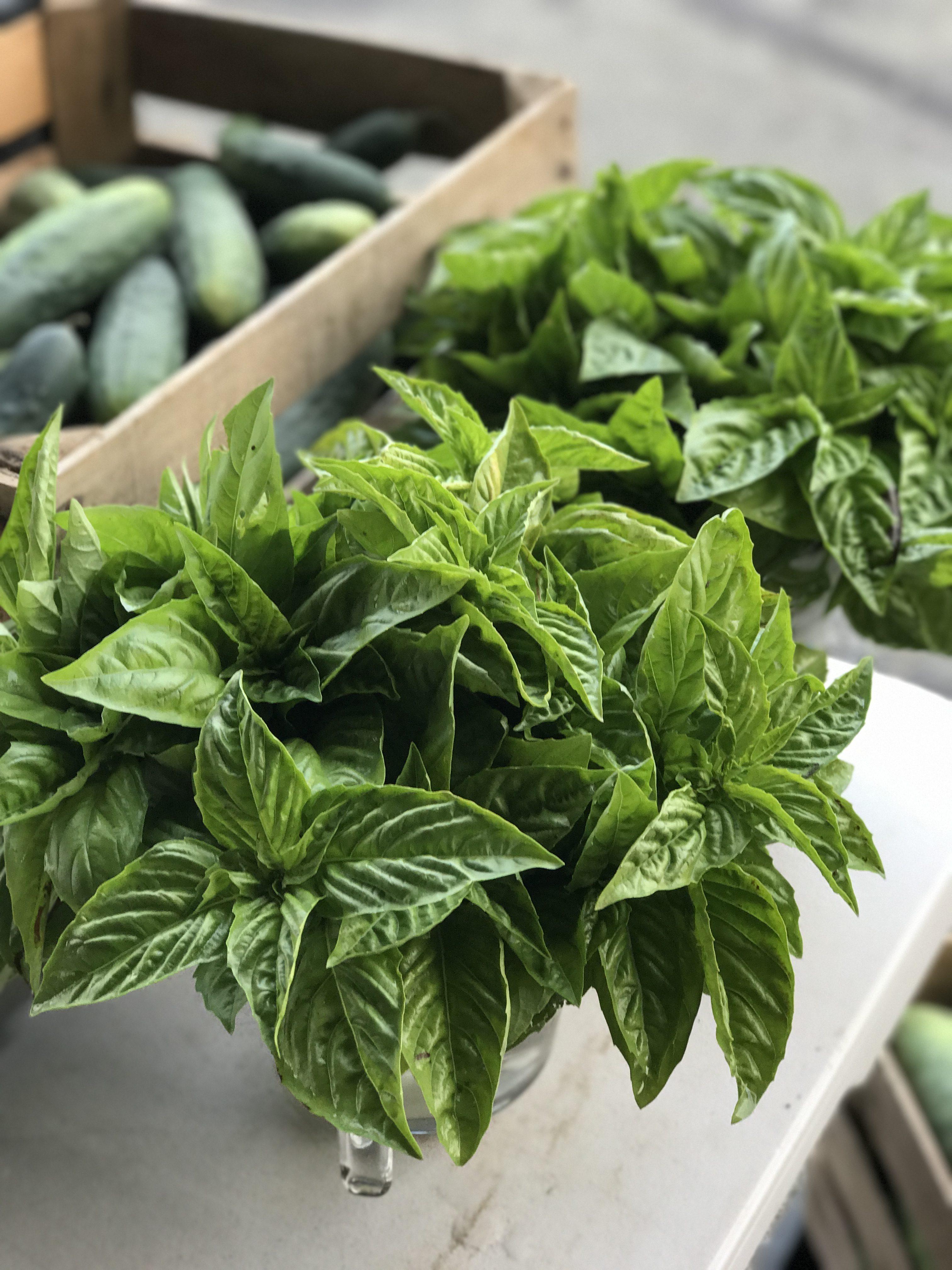 Bunches of basil at the farmer's market