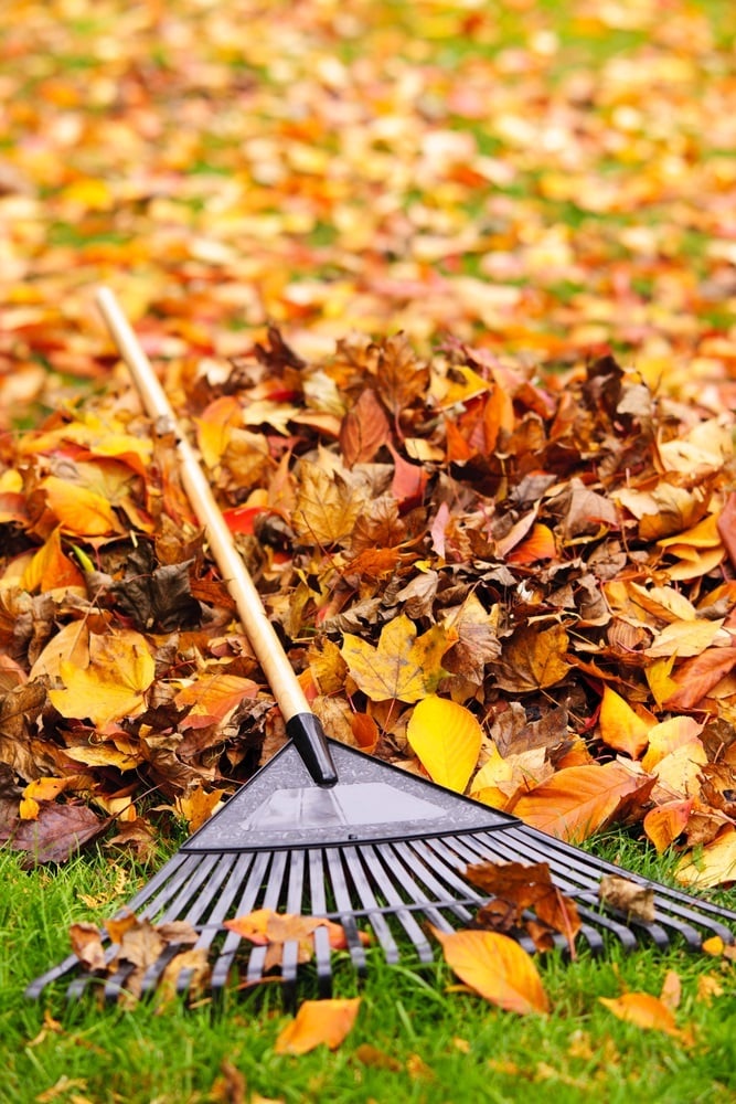 A pile of dry leaves. 