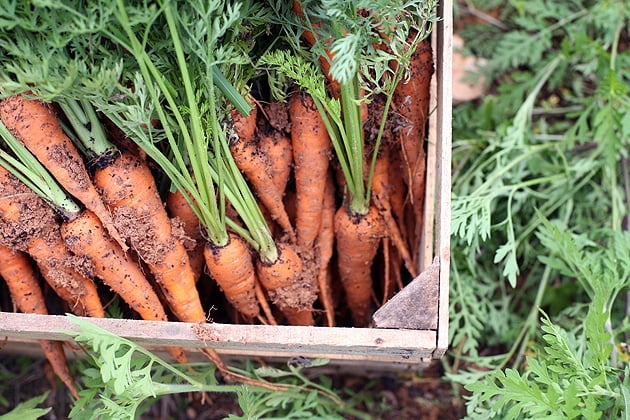 Carrots in a wooden crate. Vegetables to plant in Autumn.