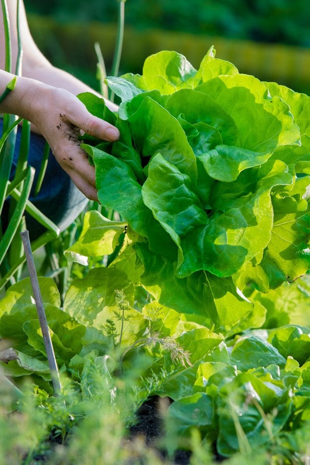 Harvesting a head of lettuce.