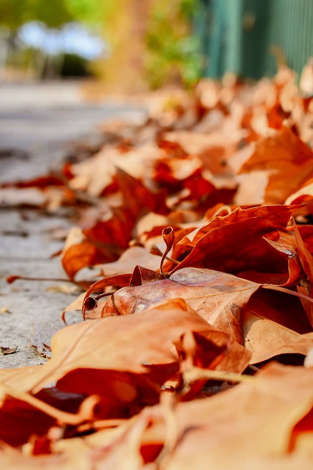 How to use Dry Leaves in the Garden