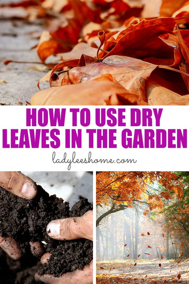 How to use Dry Leaves in the Garden - Lady Lee's Home