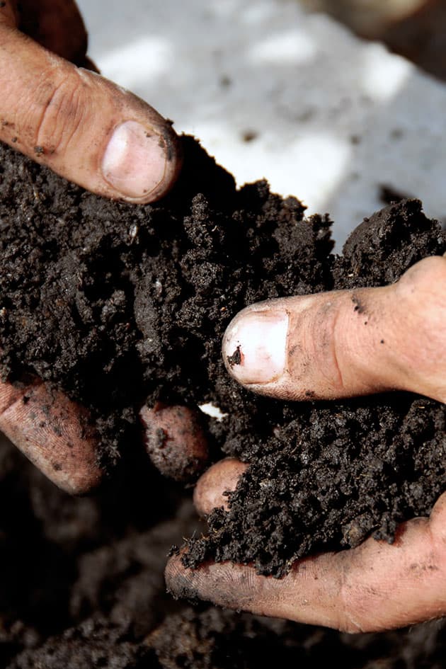 Hands holding compost.