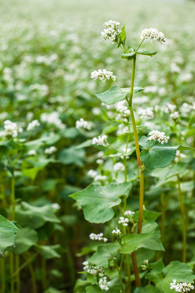 Buckwheat growing in the field