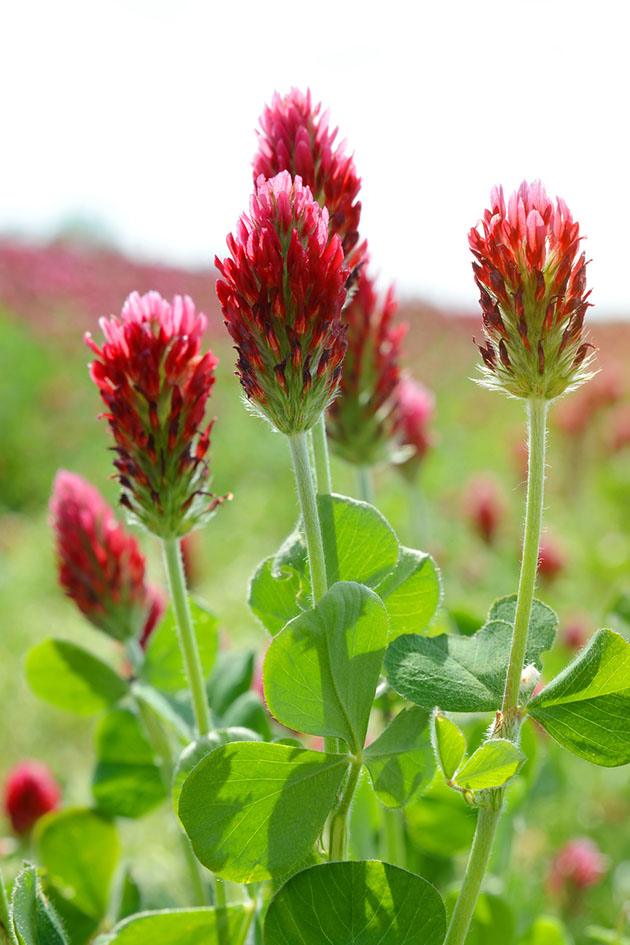 Red clover cover crop